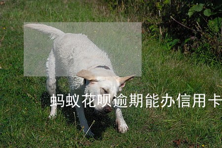 蚂蚁花呗逾期能办信用卡吗
