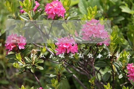 蚂蚁花呗逾期能办手机分期吗 蚂蚁花呗逾期能办手机分期吗
