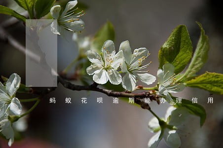 蚂蚁花呗逾期能办理信用卡吗 蚂蚁花呗逾期能办理信用卡吗