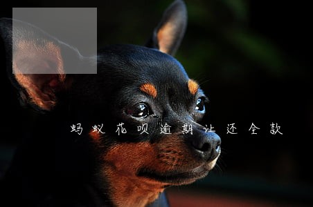 蚂蚁花呗逾期让还全款 蚂蚁花呗逾期让还全款