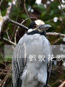 蚂蚁花呗逾期说要去我老家找我 蚂蚁花呗逾期说要去我老家找我