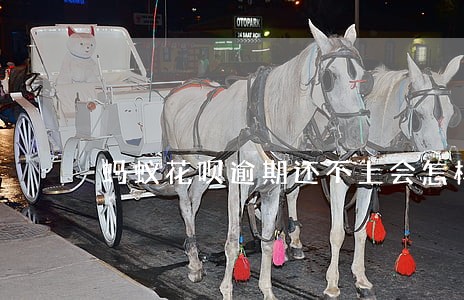 蚂蚁花呗逾期还不上会怎样 蚂蚁花呗逾期还不上会怎样
