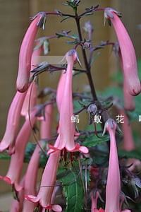 蚂蚁花呗逾期还款之后账户冻结 蚂蚁花呗逾期还款之后账户冻结