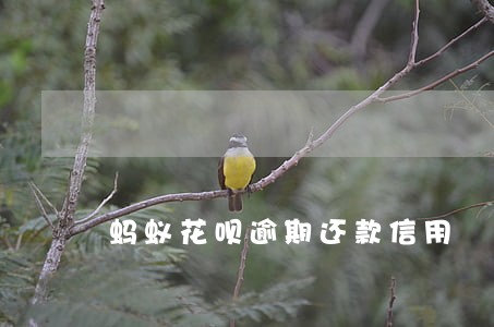 蚂蚁花呗逾期还款信用 蚂蚁花呗逾期还款信用
