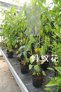 蚂蚁花呗逾期还款后关了开不了
