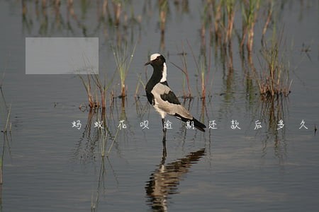蚂蚁花呗逾期还款后多久能用 蚂蚁花呗逾期还款后多久能用