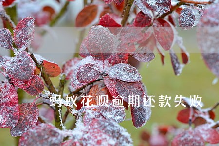 蚂蚁花呗逾期还款失败 蚂蚁花呗逾期还款失败