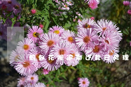 蚂蚁花呗逾期还款已处理