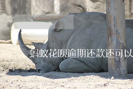 蚂蚁花呗逾期还款还可以分期吗