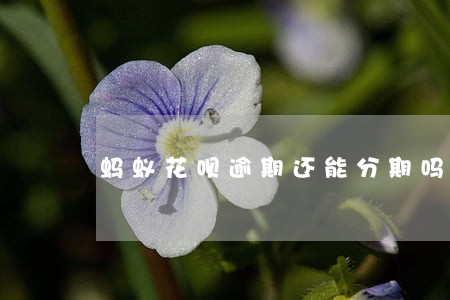蚂蚁花呗逾期还能分期吗6 蚂蚁花呗逾期还能分期吗6