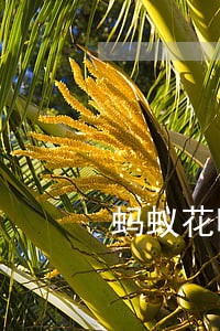 蚂蚁花呗逾期逾期7天会怎么样 蚂蚁花呗逾期逾期7天会怎么样