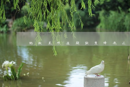 蚂蚁花呗逾期额度降低还被冻结 蚂蚁花呗逾期额度降低还被冻结