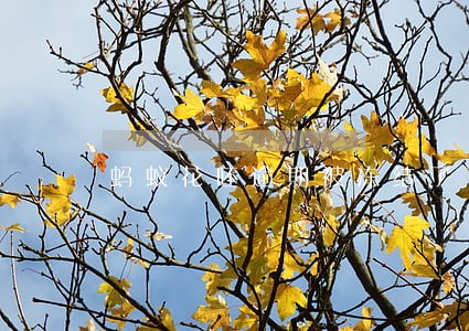 蚂蚁花呸逾期被冻结了 蚂蚁花呸逾期被冻结了