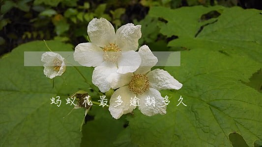 蚂蚁花最多逾期多久
