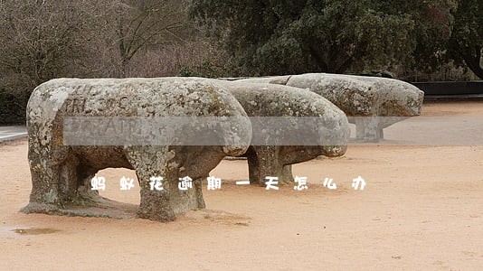 蚂蚁花逾期一天怎么办 蚂蚁花逾期一天怎么办
