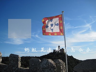 蚂蚁花逾期了怎么办 蚂蚁花逾期了怎么办