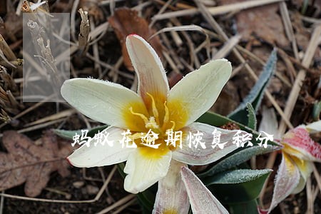 蚂蚁花逾期恢复积分 蚂蚁花逾期恢复积分