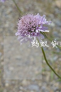 蚂蚁贷款只还本金可以吗 蚂蚁贷款只还本金可以吗