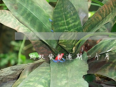 蚂蚁贷款逾期一个月