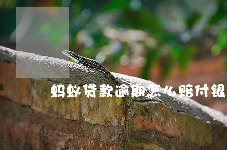蚂蚁贷款逾期怎么赔付银行 蚂蚁贷款逾期怎么赔付银行