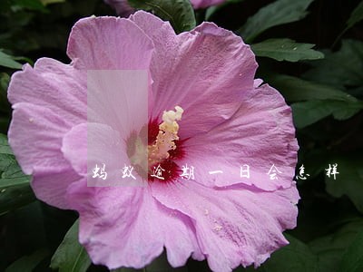 蚂蚁逾期一日会怎样 蚂蚁逾期一日会怎样