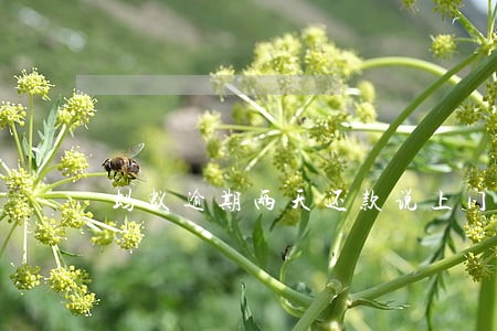 蚂蚁逾期两天还款说上门调查 蚂蚁逾期两天还款说上门调查