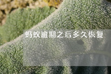 蚂蚁逾期之后多久恢复 蚂蚁逾期之后多久恢复