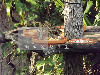 蚂蚁逾期修复