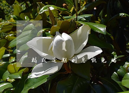 蚂蚁逾期利息能免吗