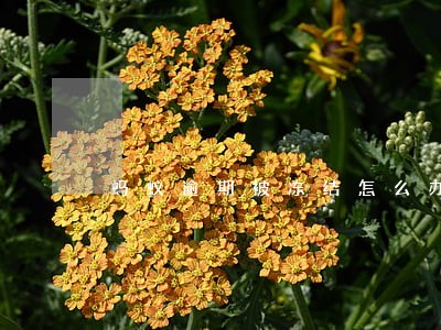 蚂蚁逾期被冻结怎么办 蚂蚁逾期被冻结怎么办