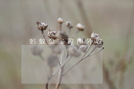蚂蚁金宝逾期外收 蚂蚁金宝逾期外收
