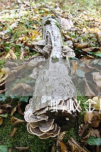 蚂蚁金服小贷逾期 蚂蚁金服小贷逾期