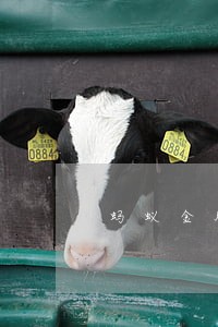 蚂蚁金服的逾期上门 蚂蚁金服的逾期上门