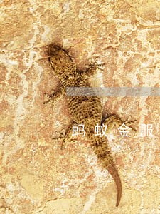 蚂蚁金服逾期未还清有什么后果 蚂蚁金服逾期未还清有什么后果
