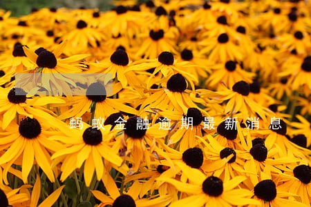 蚂蚁金融逾期最新消息 蚂蚁金融逾期最新消息