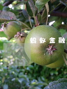 蚂蚁金融逾期未还移交审核 蚂蚁金融逾期未还移交审核