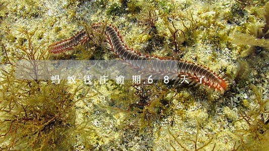蚂蚁钱庄逾期68天了