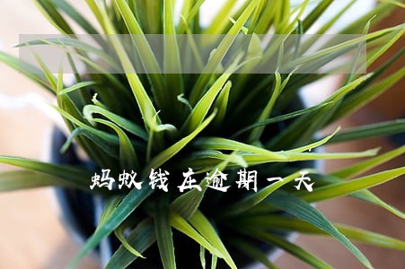蚂蚁钱庄逾期一天 蚂蚁钱庄逾期一天