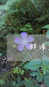 蚌埠五河危险驾驶罪律师 蚌埠五河危险驾驶罪律师