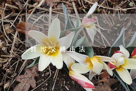 蚌埠交通违法