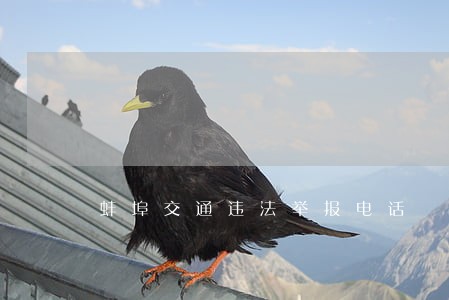 蚌埠交通违法举报电话