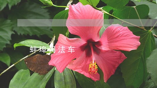 蚌埠司法车 蚌埠司法车