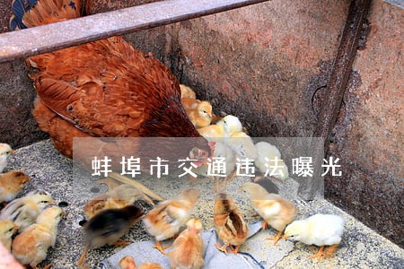 蚌埠市交通违法曝光 蚌埠市交通违法曝光