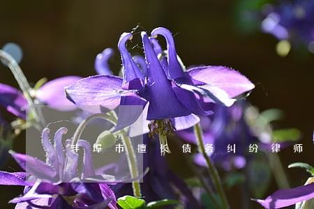 蚌埠市擅长债务纠纷律师 蚌埠市擅长债务纠纷律师