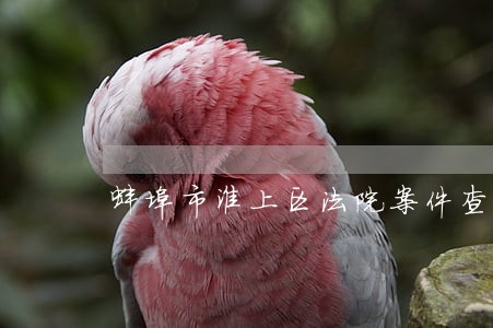 蚌埠市淮上区法院案件查询 蚌埠市淮上区法院案件查询