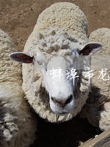 蚌埠市龙子湖区法院拍卖 蚌埠市龙子湖区法院拍卖