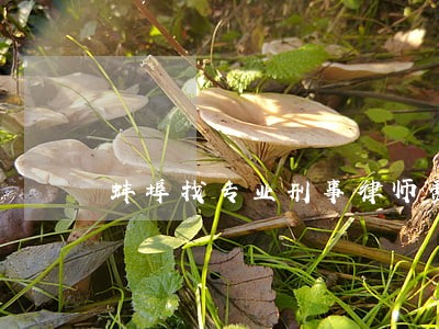 蚌埠找专业刑事律师费用标准