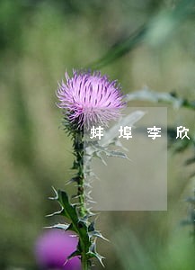 蚌埠李欣诉讼 蚌埠李欣诉讼
