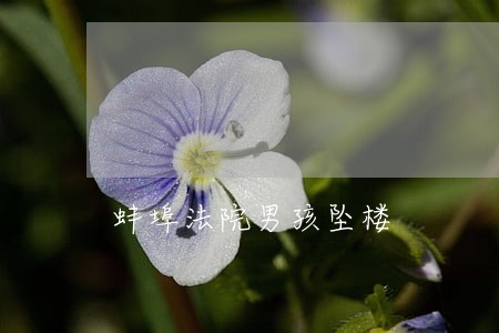 蚌埠法院男孩坠楼 蚌埠法院男孩坠楼