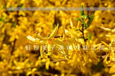 蚌埠龙子湖审判庭法院工程区 蚌埠龙子湖审判庭法院工程区